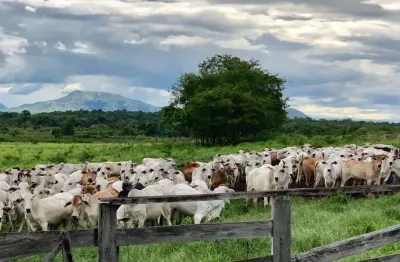 Fazenda pronta para pecuária porteira fechada no estado de goias