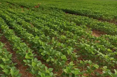 Fazenda de 2.000 hectares na região da, 270 km de brasília df