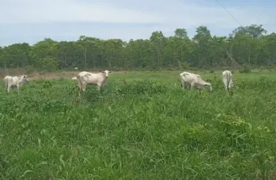 Sitio na região do barreiro vermelho na região da cidade de rosário oeste mt