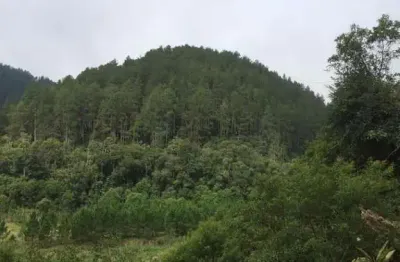 Fazenda com 1.200 alqueires (2.880 hectares) com 700 alqueires em pinus plantado