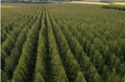 Fazenda de 890 hectares de área total, com 350 hectares de floresta de teca impl