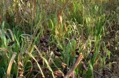 Fazenda de 75 hectares na beira do asfalto somente 75 km da capital de cuiabá mt