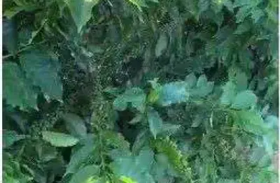 Fazenda à venda – 83 alqueires (199,2 hectares) – dupla aptidão