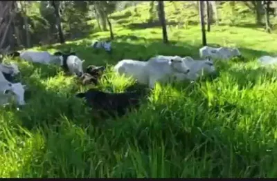Fazenda à venda na Fazenda À Venda – Região De Cuiabá / Mt, Adeli, Zona Rural, Cuiabá