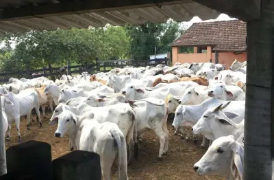 Fazenda à venda na Estrada São Vicente Km 13, 13, São Vicente de Paula, Araruama