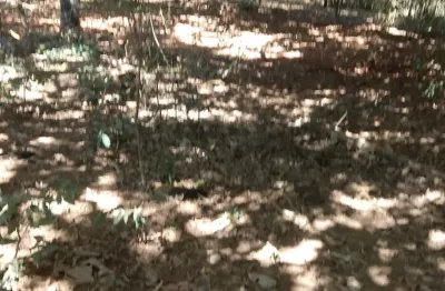 Chácara / sítio à venda na Acesso Nerópolis, 00, Zona Rural, Anápolis
