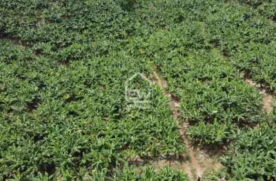 Terreno rural com plantação de bananas com área total de 56.912m² em corupá, sc