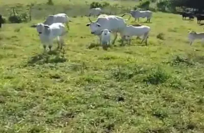 São felipe:fazenda com 92 tarefas, com água natural, ideal para criação de gado!