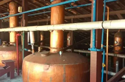 Fazenda dupla aptidão, produção de cachaça e pecuária, em minas gerais