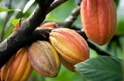 Fazenda à venda na Av Beira Rio, 1, Centro, Uruçuca