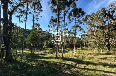 Chácara / sítio à venda na avenquinha, campo alegre  por r$ 3.069.535