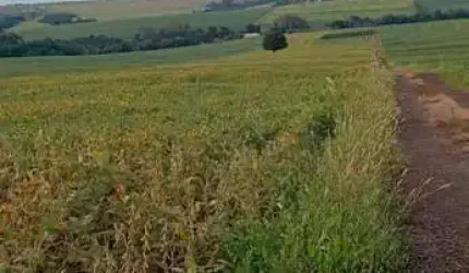 Sitio de 1,66 alqueires a 7,8 km do centro de Arapongas