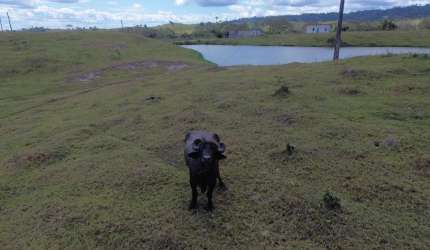 Rural - Fazenda, para Venda em Ilhéus/BA