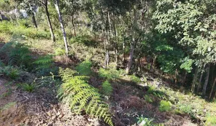 Terreno à venda, 549 m² por R$ 243.000,00 - Cônego - Nova Friburgo/RJ