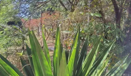 Chácara com 5 dormitórios à venda, 17000 m² por R$ 5.500.000,00 - Chácaras São Bento - Valinhos/SP