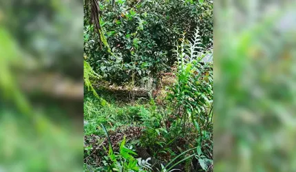 Chácara / sítio com 3 quartos à venda na próx. à BR-116, Zona Rural, Campina Grande do Sul por R$ 900.000