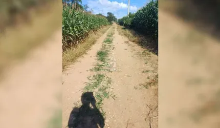 Chácara / sítio com 3 quartos à venda na Zona Rural, Contenda  por R$ 380.000