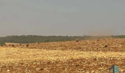 Sítio com área verde e pomar, 14 alqueires, arrendado que planta soja, em Vianópolis Goiânia - GO
