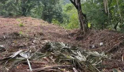 Terreno para Venda em Guaramirim / SC no bairro Amizade