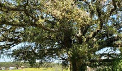 Chácara / sítio com 3 quartos à venda na Estrada Vendinha, 2135, Vendinha, Triunfo, 330 m2 por R$ 680.000