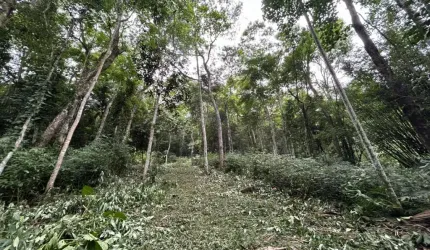 Terreno à venda na Izabel Idalina Ferreira, 2901, Ressacada, Garopaba, 172990 m2 por R$ 1.260.000