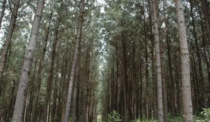 Fazenda à venda, 6000000.00 m2 por R$80000000.00  - Area Rural De Lages - Lages/SC