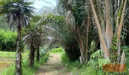 Chácara com 3 dormitórios à venda, 126.315m² por R$ 4.000.000,00 - Chácara Sete Cruzes - Suzano/SP
