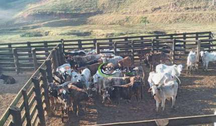 Fazenda com 3 dormitórios à venda, 3388000 m² por R$ 11.700.000 - Centro - Lorena/SP