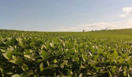 Sitio a Venda área total de 10 Alqueires  planta 8    Região de São Luiz