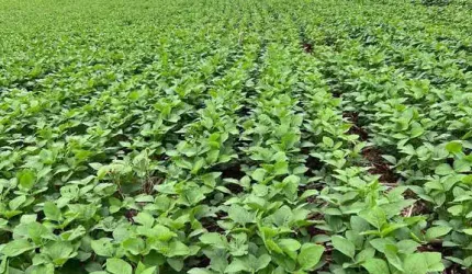 Oportunidade para Venda ,sítio de 20,5 Alqueires ,plantando 15 Apucarana PR