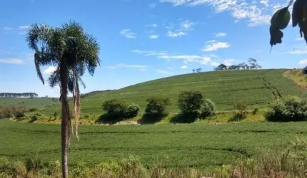 Sitio a Venda área de 6 Alqueires mecaniza 4,5 alq. Região de Tamarana PR