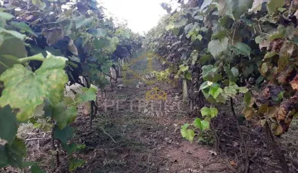 Chácara com 3 dormitórios à venda, 24000 m² por R$ 1.500.000,00 - Condomínio Jardim Paulista II - Vinhedo/SP