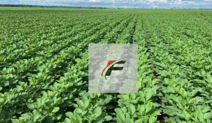 Fazenda com 2 dormitórios à venda, 1185800 m² por R$ 14.900.000,00 - Zona Rural - Lapa/PR