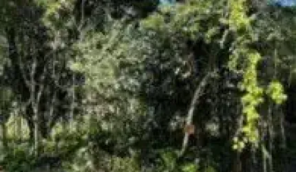 Terreno no bairro Jardim Palmeiras, em Itanhaém - localizado no lado praia, em rua de terra.