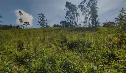TERRENO DE 4.200m² NO LIMOEIRO