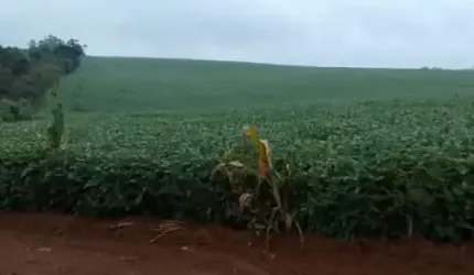 EXCELENTE FAZENDA DE 49 ALQUEIRES A VENDA EM ITAPETININGA-SP, TERRA MISTA, TOPOGRAFIA LEVEMENTE ONDULADA, COM CASA SEDE, CASA DE CASEIRO E BARRACÃO