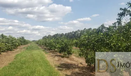 FAZENDA DE LARANJA  DE 176 ALQUEIRES NA REGIÃO DE ARARAQUARA-SP