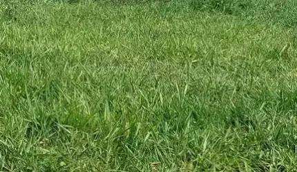 FAZENDA A VENDA NA REGIÃO DE ARAÇATUBA-SP, COM ÁREA TOTAL DE 131 ALQUEIRES, MONTADA NA PECUÁRIA, 110 ALQUEIRES APROVEITAMENTO EM CANA E RICA EM ÁGUA