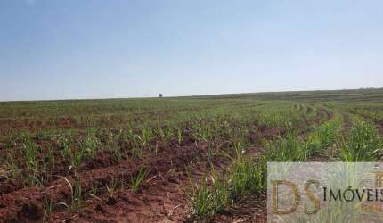 FAZENDA COM CANA NA REGIÃO DE SÃO JOSE DO RIO PRETO-SP, ÁREA TOTAL DE 71 ALQUEIRES, 53 ALQUEIRES EM CANA, TOPOGRAFIA PLANA E SEMIPLANA