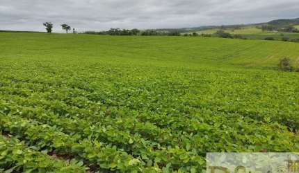 EXCELENTE SÍTIO A VENDA NA REGIÃO DE SOROCABA-SP, COM ÁREA TOTAL 20 ALQUEIRES, TERRA MISTA E TOPOGRAGIA LEVEMENTE ONDULADA