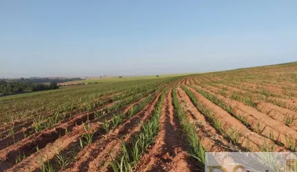 FAZENDA EM CANA A VENDA NA REGIÃO DE LINS/SP, COM 117 ALQUEIRES, SENDO 80 ALQUEIRES EM CANA, ÓTIMA TOPOGRAFIA E BOA EM ÁGUA