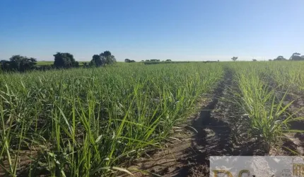 FAZENDA COM CANA A VENDA NA REGIÃO DE SOROCABA-SP, COM 119 ALQUEIRES, TOPOGRAFIA SEMI PLANA E LEVEMENTE ONDULADA
