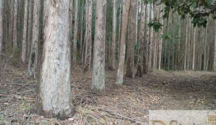 FAZENDA COM EUCALIPTO A VENDA NO ESTADO DE SÃO PAULO, COM ÁREA TOTAL DE 216 ALQUEIRES, 130 ALQUEIRES EM EUCALIPTO E ÓTIMA LOGÍSTICA