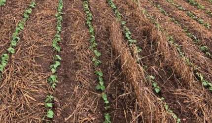 FAZENDA A VENDA NA REGIÃO DE ITAPETININGA/SP. COM 41 ALQUEIRES, TOPOGRAFIA ONDULADA, TERRA MISTA A VERMELHA E CÓRREGO NOS FUNDOS. BOA LOGÍSTICA.
