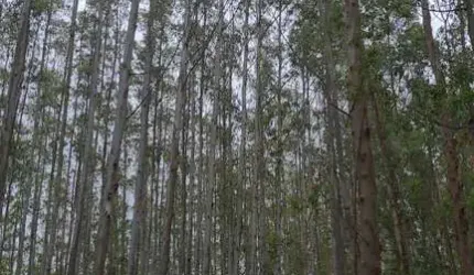Imperdível: Fazenda com eucalipto à venda em Guaratinguetá-SP, 106,4 alqueires de área! Confira já!
