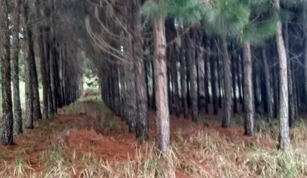 Oportunidade Única: Fazenda de Pinus e Indústria de Resina à Venda em Itapeva/SP - 1.000 Alqueires - R$270 milhões