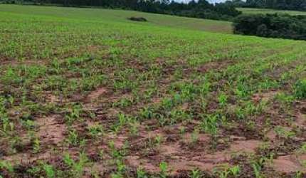Fazenda de 75 alqueires à venda em São Miguel Arcanjo/SP - Excelente oportunidade de investimento!