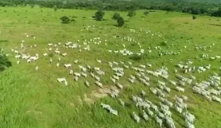 Fazenda grande extensão para venda na região de Damianopolis-GO com 7.500 hectares, rica em agua, muitas benfeitorias, montada na pecuária