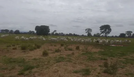 Fazenda para venda na região de Planaltina-GO com 4.600 hectares sendo 3.500 hectares em pastagem, rio na propriedade, muitas benfeitorias e semovente