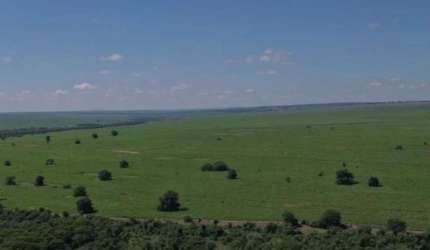 Fazenda para venda na região de Rosana-SP com 660 alqueires sendo 490 alqueires em cana mais pastagem, beira do Rio e benfeitorias